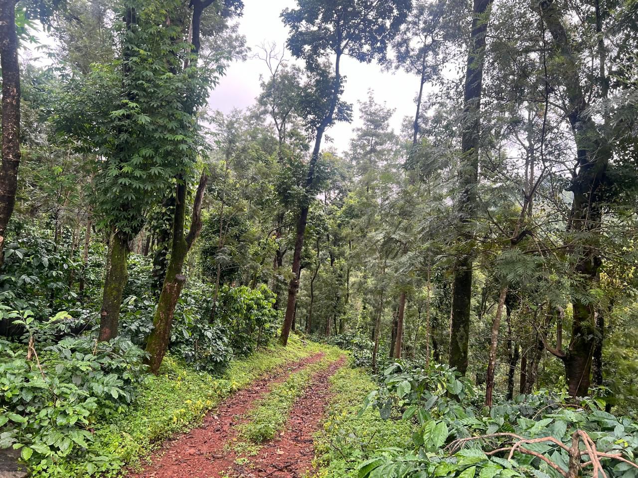 70 acre estate for sale in Chikkamgaluru
